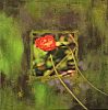 Coquelicot II